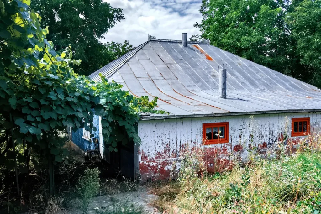 old-rural-house-with-wild-grape-covering-part-yard